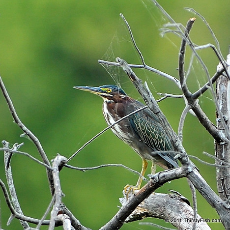 Green Heron, Spider Web