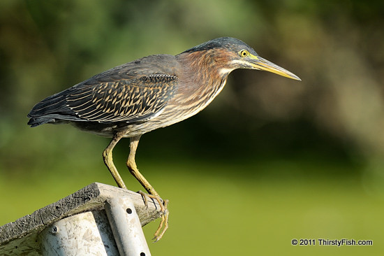 Green Heron, Full Body Portrait