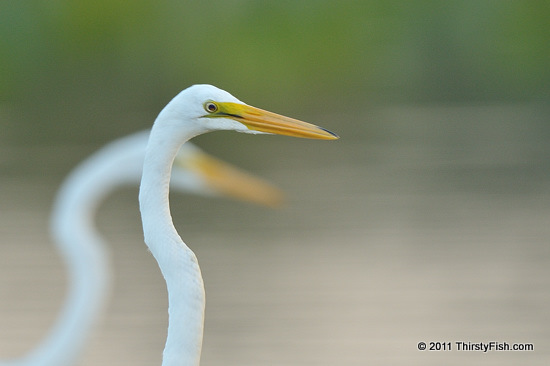 Egret, Shadow