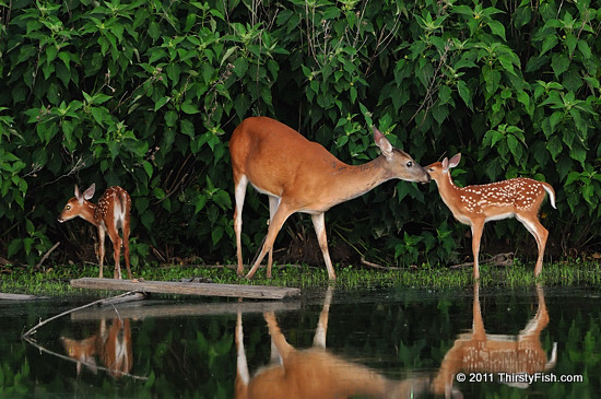 Fawn, Doe, Fawn