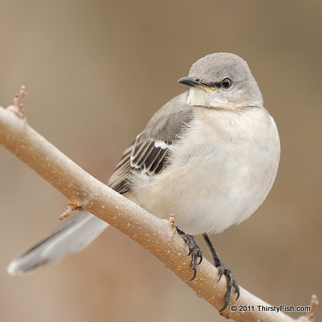 Why is a Mockingbird Called a Mockingbird?