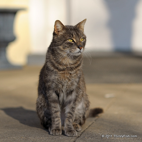 Eyes Transfixed... - Shooting Square