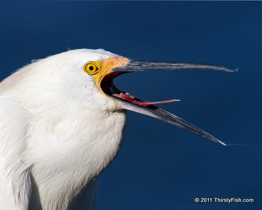 Snowy Egret Tongue