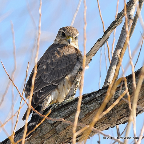 Merlin