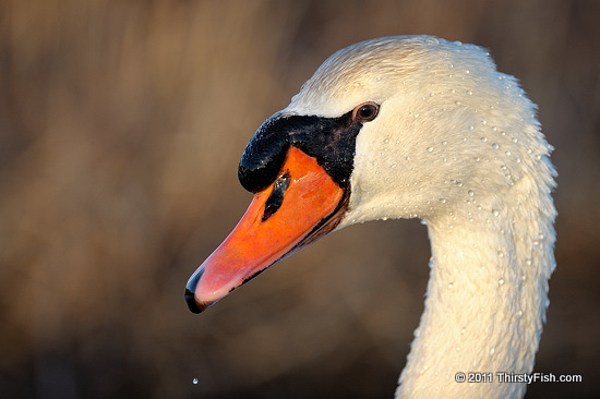 Cygnus Portrait