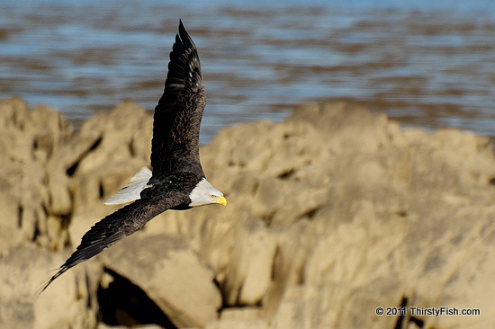 Bald Eagle. Maybe We Should Have Chosen the Turkey!