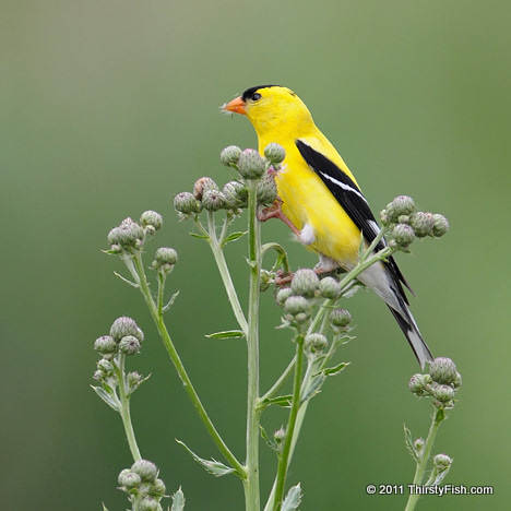 Male American Goldfinch