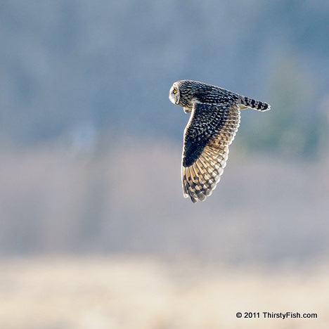Short-eared Owl in Flight
