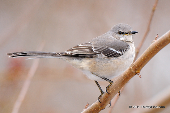 Do Not Mock the Mockingbird!