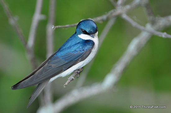 Tachycineta Bicolor 