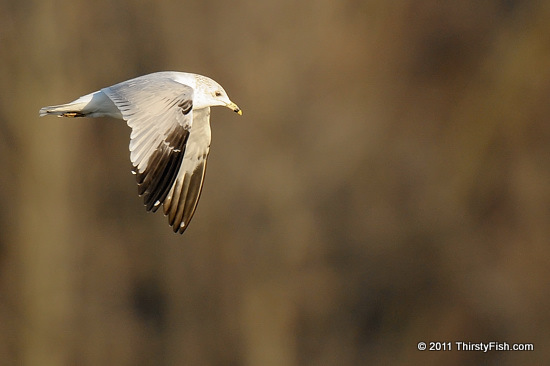 Absolute Zero - Ring-billed Gull