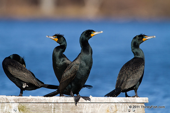 Four Lawyers