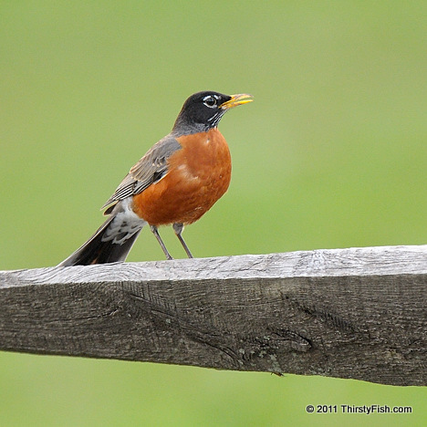 When the Red, Red Robin Comes Bob-bob-bobbin' Along...