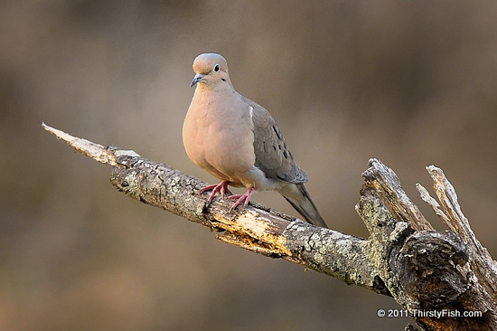 Mourning Dove