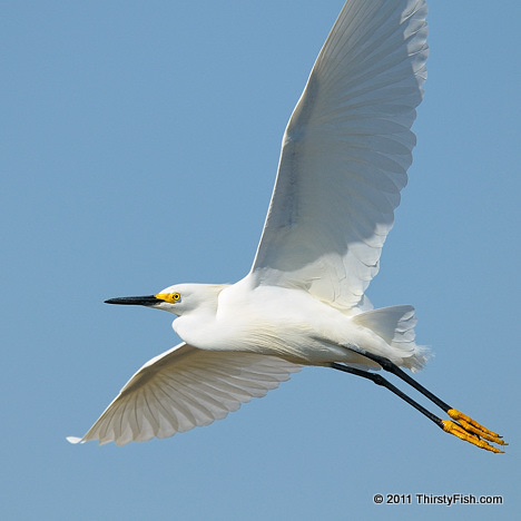 Snowy Egret in Flight - Richard Feynman