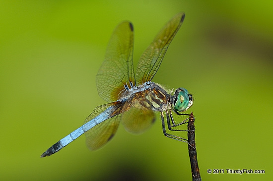 Dragonfly Effect - Longwood Gardens - Underground Railroad