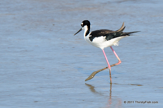 Black-necked Stilt; Pink Stilettos