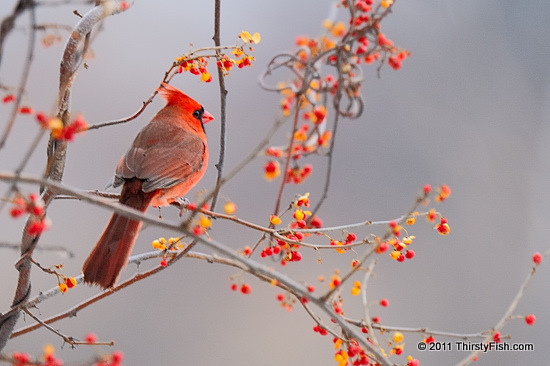 Male Northern Cardinal - Fighting Reflections