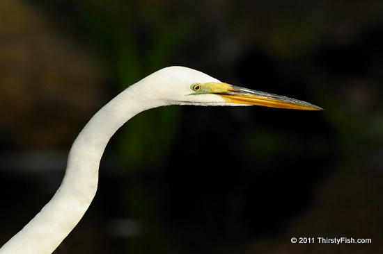 The Great Egret - Hat Makers