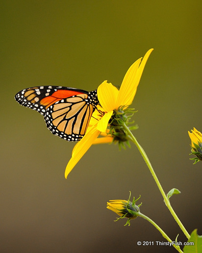 The Monarch - Aposematism and Crypsis