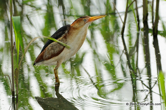 Least Bittern