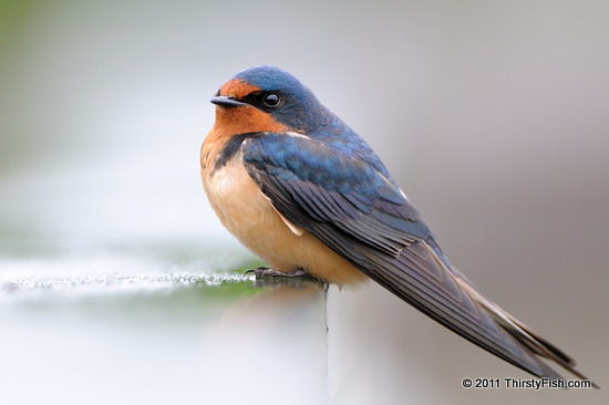 Barn Swallow - Conscious Consideration
