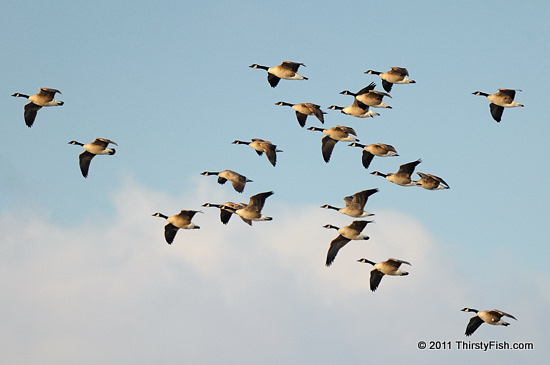 Canada Geese