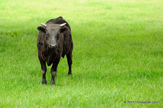 The Gentle Bull, Not The Vicious One, Kills His Keeper