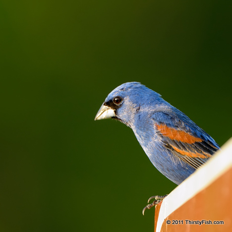 Male Blue Grosbeak