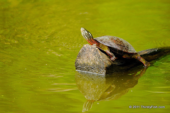 Painted Turtle Basking in the Sun - Evolution; Do We Need to Know?