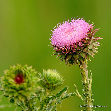 Invasive and Aggressive