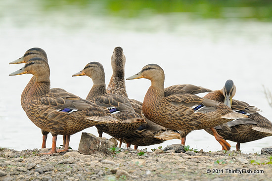 Sord of Female Mallards