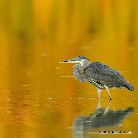 Blue Heron; Golden Reflections... Drawn into the Moment