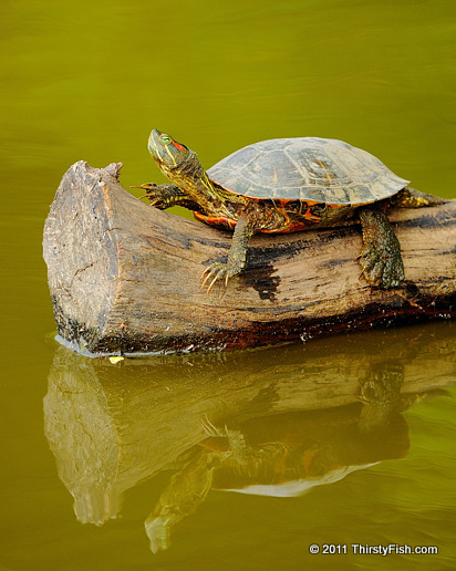 Red-eared Slider - Invasive!