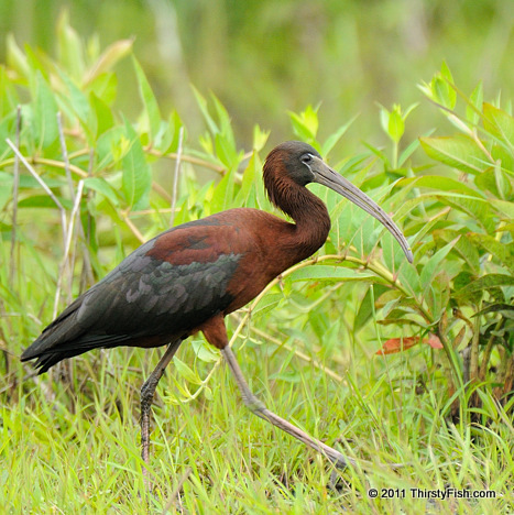 Glossy Ibis; Non-Breeding Plumage