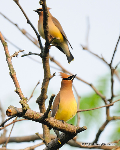 Cedar Waxwings - Flying Under the Influence