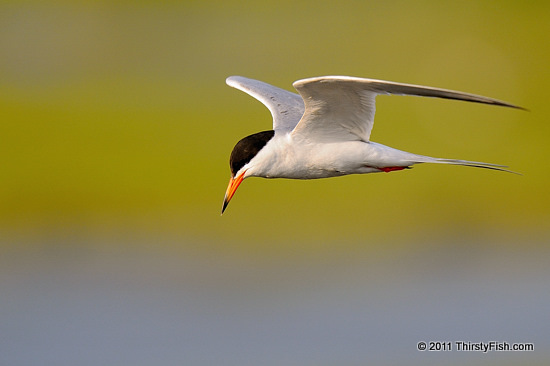 Common Tern - Let Them Eat Cake