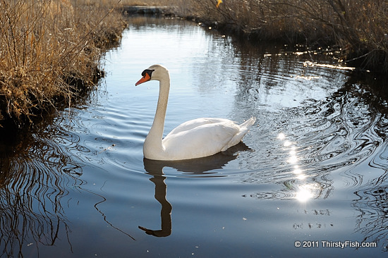 Swan Song - B.C. vs B.C.E.