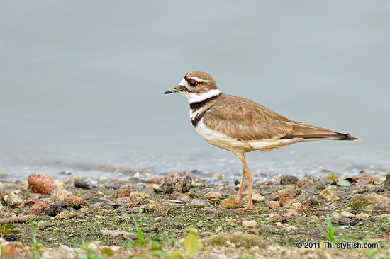 Killdeer - Altruism