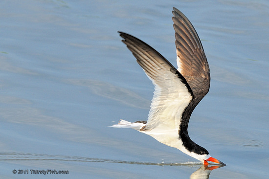 Black Skimmer