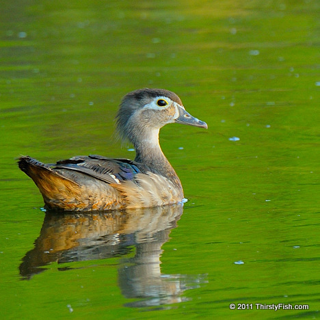 Female Wood Duck - Playing Ducks and Drakes