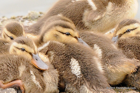 Downy Mallard Duckings