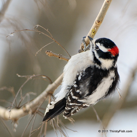 Male Downy Woodpecker - $50,000 Reward