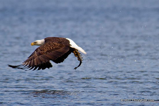 Bald Eagle - The Problem of The Way