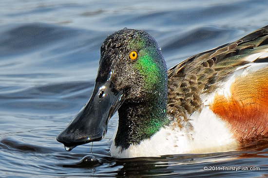 Male Northern Shoveler - Moral of the Story