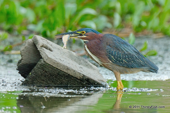 Green Heron - Tool Use