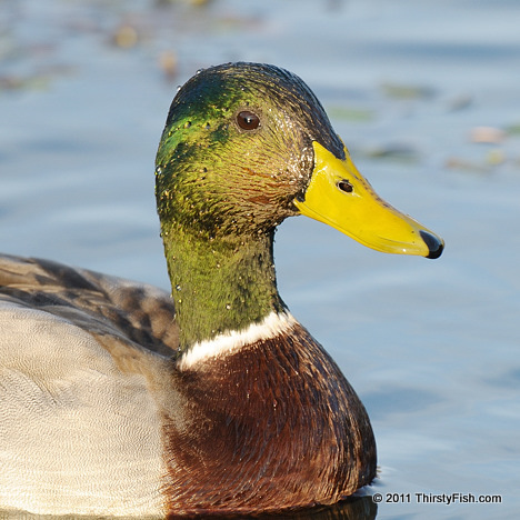 Mallard Drake - Brood Parasitism