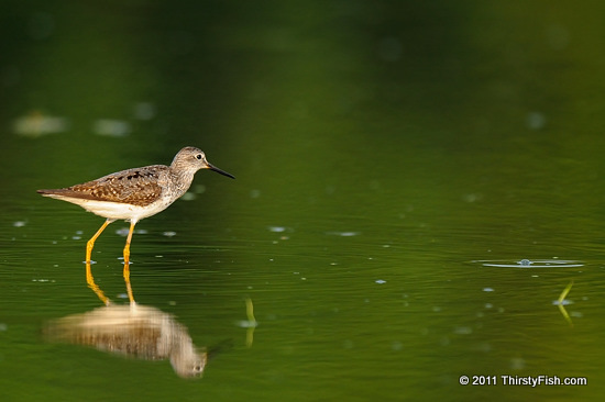 Lesser Yellowlegs