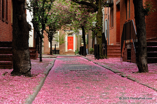 Carpet of Pink Blossoms