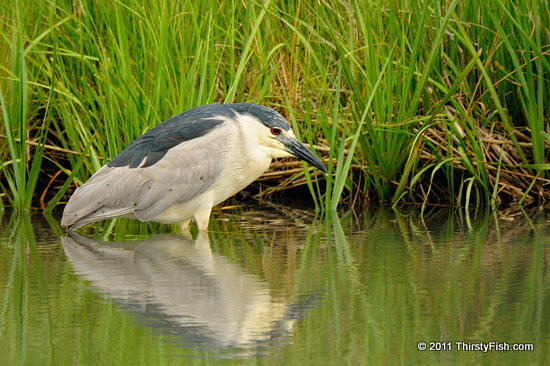 Black-crowned Night Heron - Nocturnality